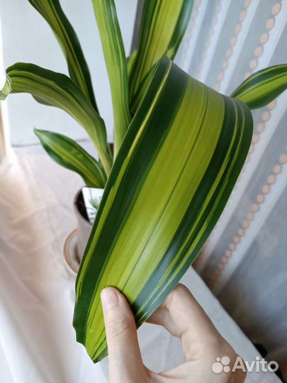 Драцена Душистая