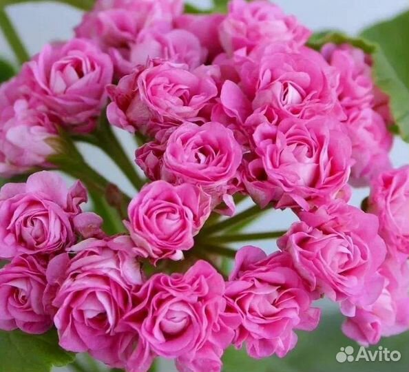 Пеларгония герань Australian pink rosebud