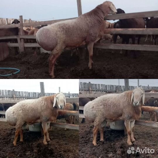 Баранчики на племя