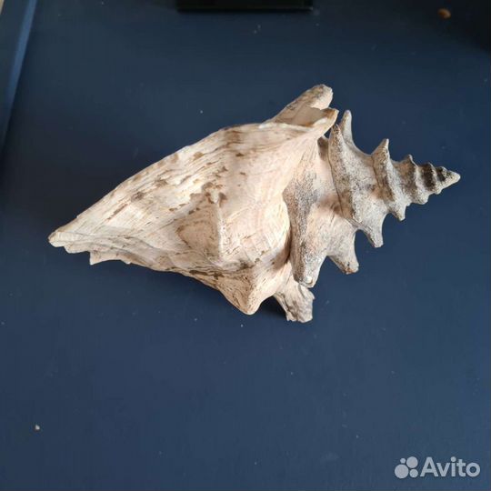 Декор ракушка