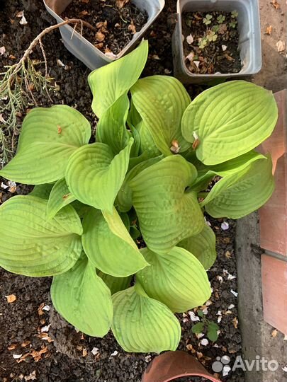 Продам хосты