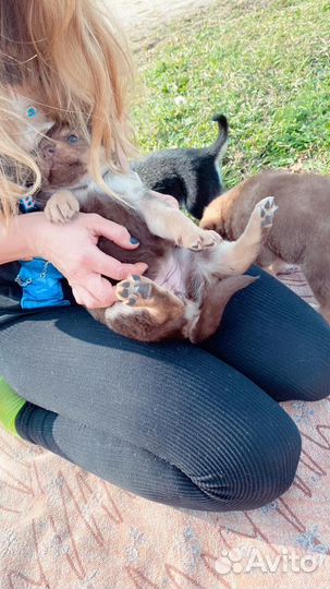 Щенки бесплатно