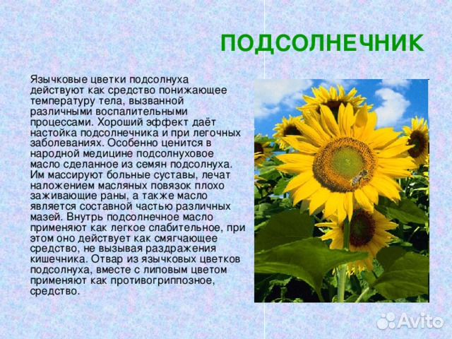 Подсолнечниковый Мёд(Премиум качества )