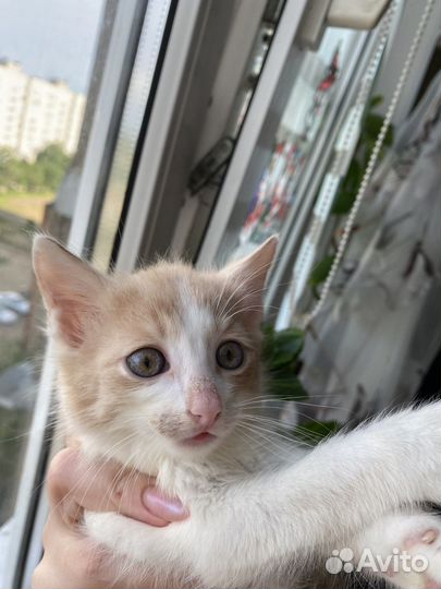 Мальчик в ответственные руки