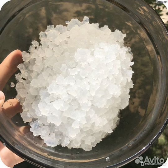 Индийский рисовый гриб