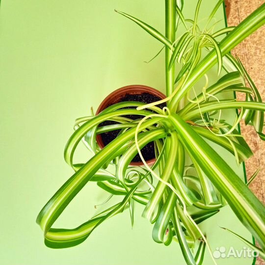 Хлорофитум