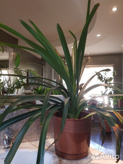 Кливия Киноварная 100 см, 2 ствола