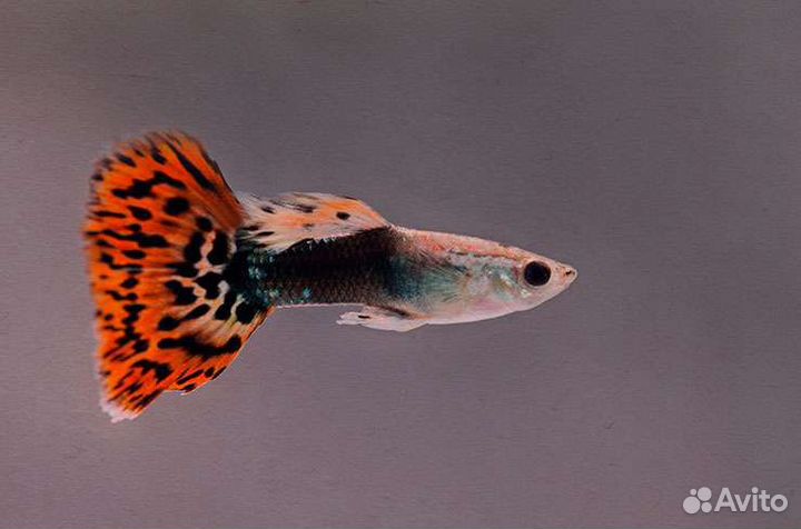 Рыбки гуппи