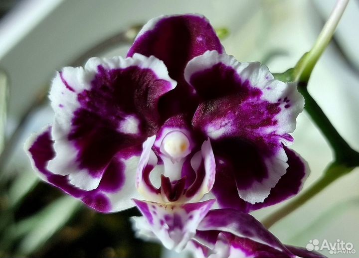 Орхидеи фаленопсис Азия