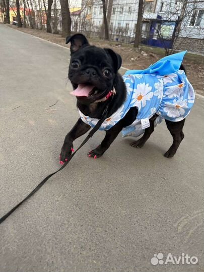 Мопс девочка 6 месяцев