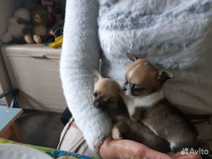 Голубой чих Вязка и щенки