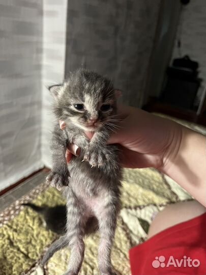 Котята в добрые ручки