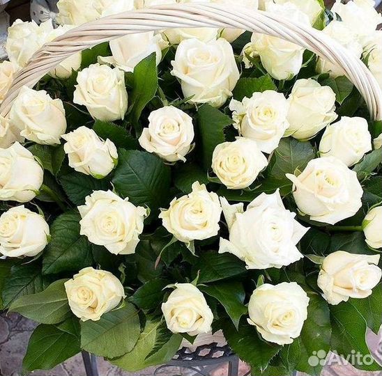 Розы Цветы Букеты 25 51 151 201 101 301 501 опт