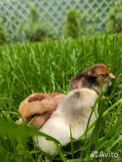 Цыплята суточные