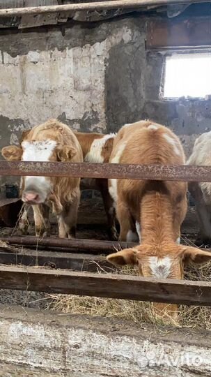 Быки и телки