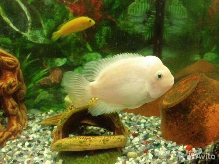 Малавийские цихлиды и цихлазомы