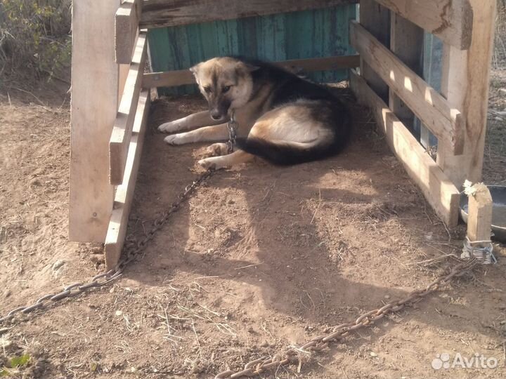 Полу немецкая овчарка