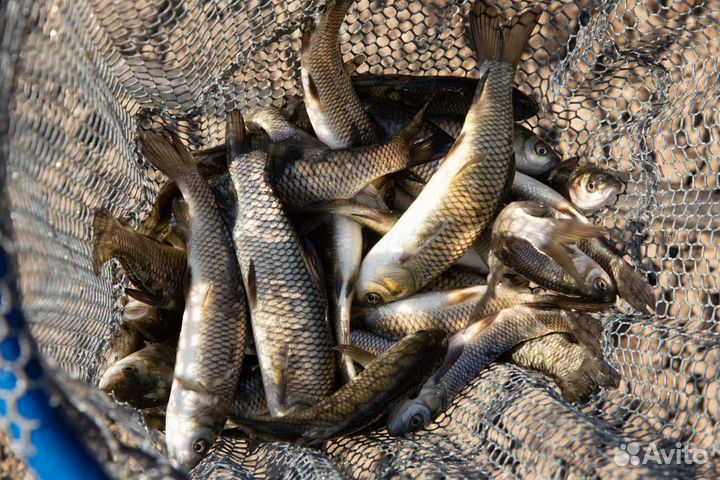 Малек белый Амур Оптом Зарыбление