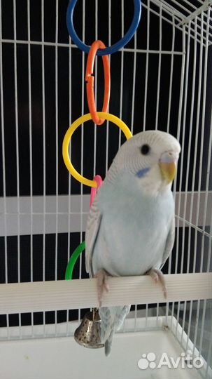 Птенцы волнистый попугай