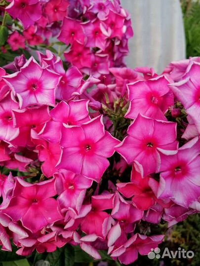 Флокс Игорь Тальков и др, гортензия, ромашка