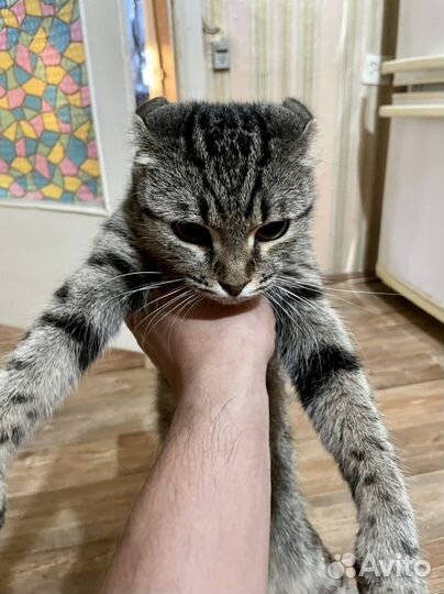 Кошечка вислоухая