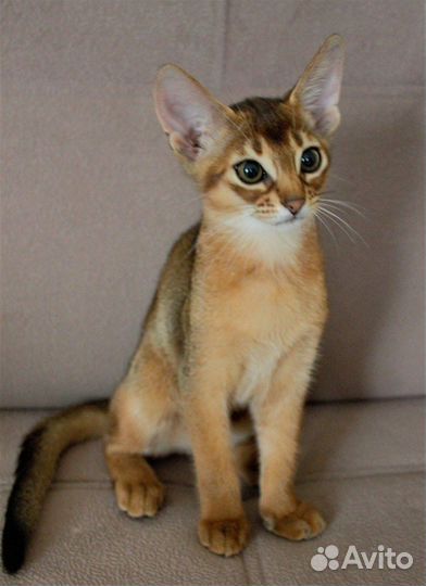 Абиссинские котята