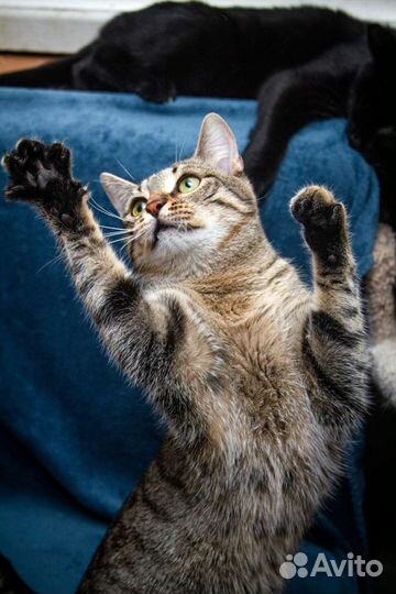 Кошечка 1 год