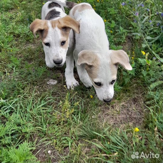 Щенки