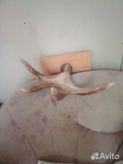 Продам рога лося