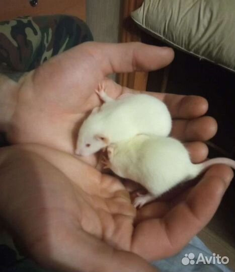 Крыса дамбо