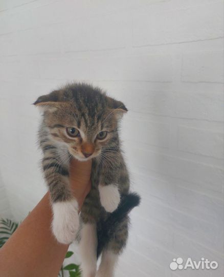 Одам котёнка в добрые руки