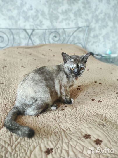 Котята европейской бурмы