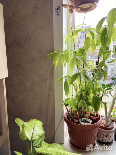 Драцена суркулоза