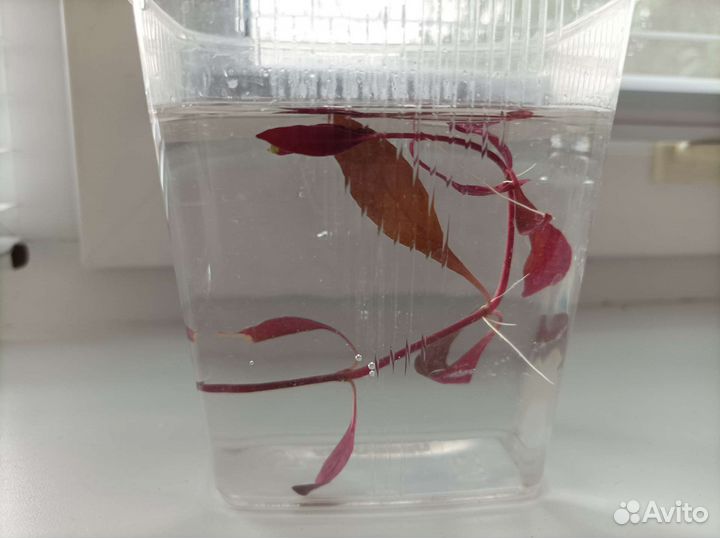 Водоросли для аквариума