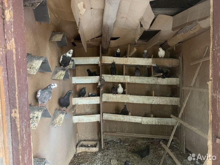 Продажа голубей