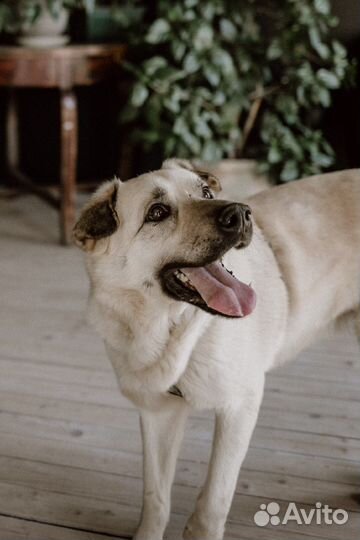 Собака в добрые руки, фенотип лабрадора