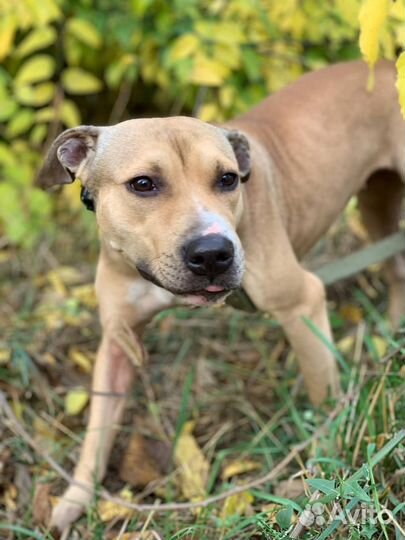 Питбуль Дора ищет дом