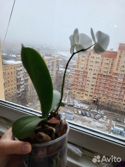 Орхидея детка