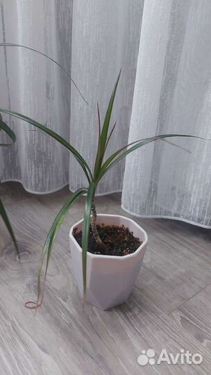 Пальма драцена