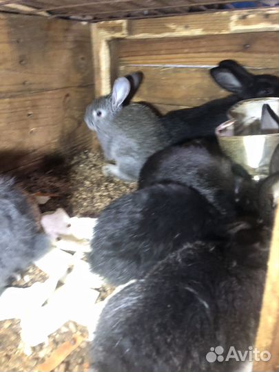 Кролики мясных пород