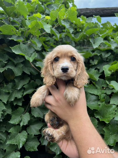 Кокер спаниель