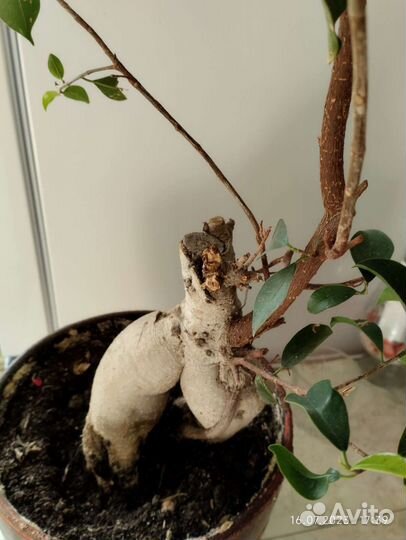 Фикус гинсенг