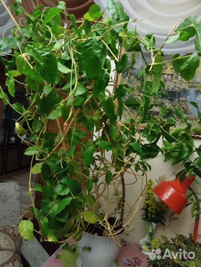 Жасмин комнатный, постоянно цветущий, ароматный