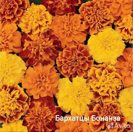Бархатцы Дуранго