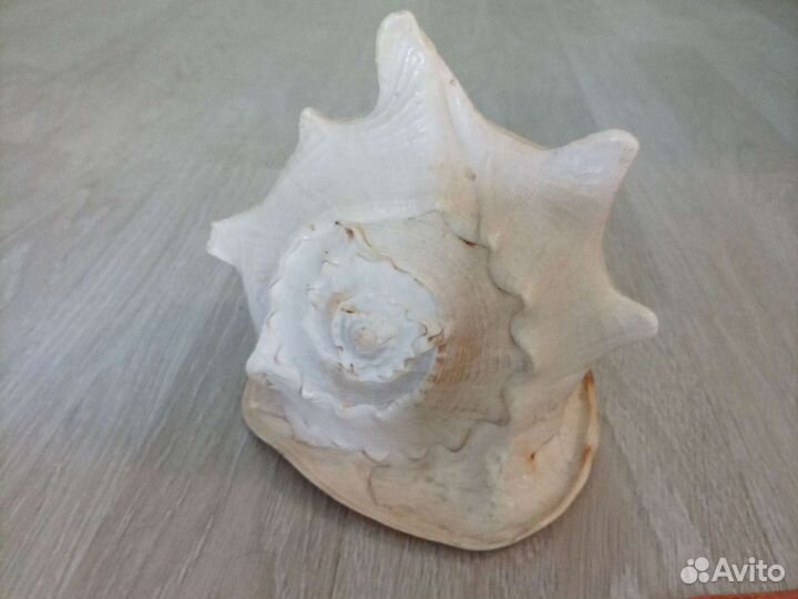 Большая морская раковина