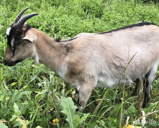 Породистые козы, козел и козлята