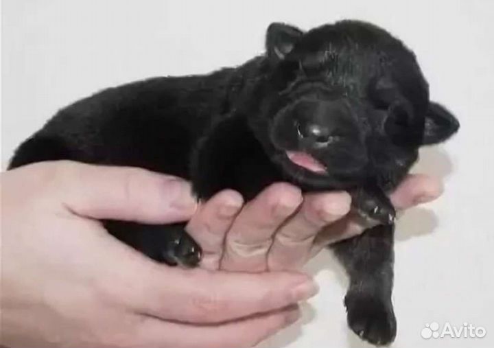 Щенки немецкой овчарки