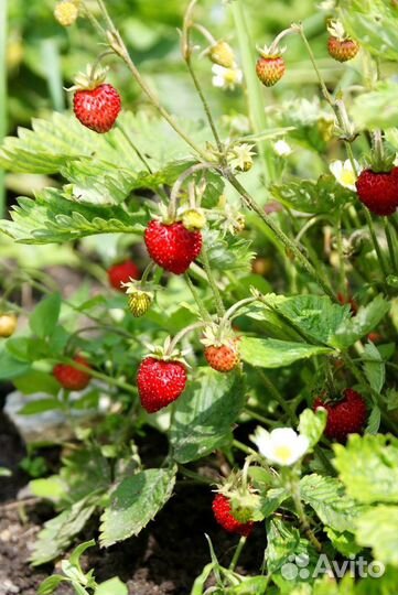 Ремонтантная земляника от взрослая,плодоносящая