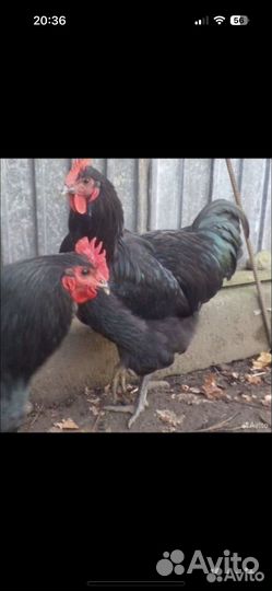 Бойцовая птица