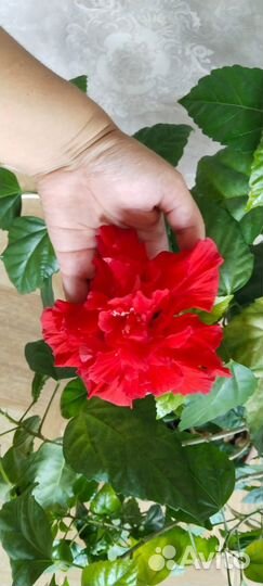 Китайская роза(Гибискус)